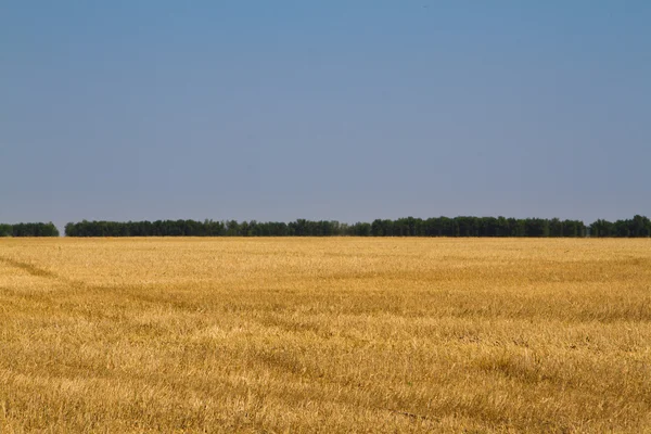 Wheat field — Stock Photo, Image