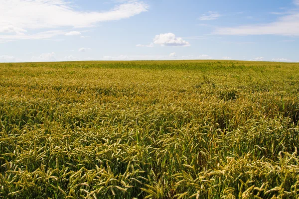 Campo de trigo — Fotografia de Stock