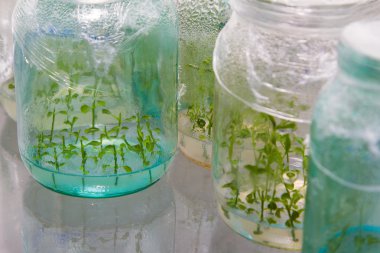 Plants in test tubes