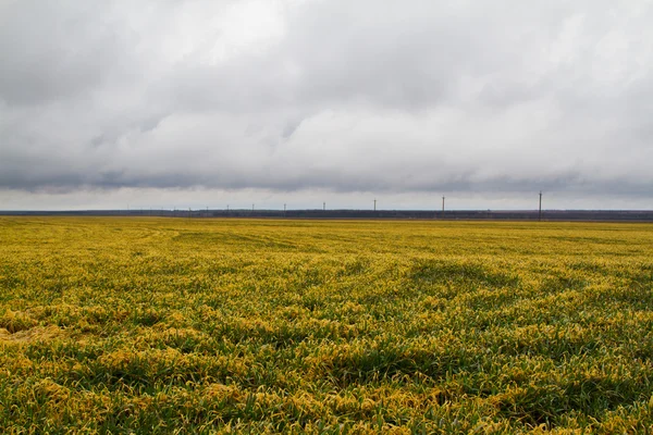 Trigo de invierno — Foto de Stock