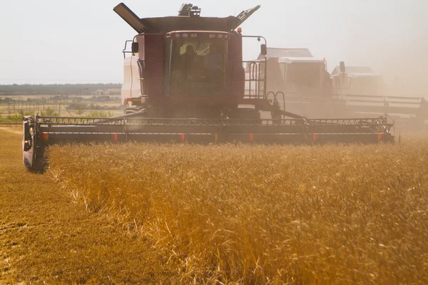 Combine harvester during harvesting — Stock Photo, Image