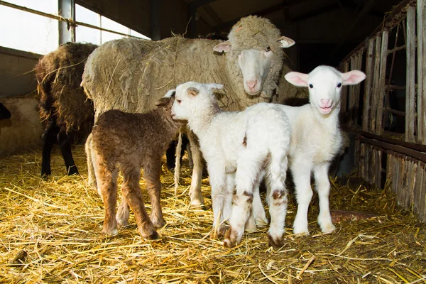 Matka owiec z jagniętami — Zdjęcie stockowe