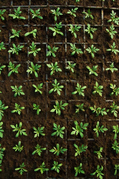 Növekvő belső edények belsejében egy üvegházhatást okozó növények Jogdíjmentes Stock Fotók