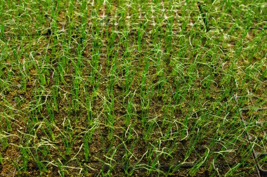 tencere içinde bir sera içinde büyüyen bitkiler