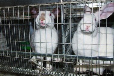 Tavşan Kafes içinde