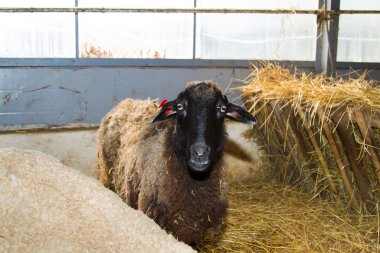 Çiftlikteki koyunlar