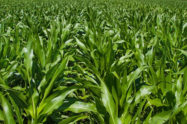 Campos de milho — Fotografia de Stock