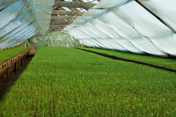 Organic greenhouse — Stock Photo, Image