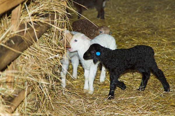 Agneaux à la ferme — Photo