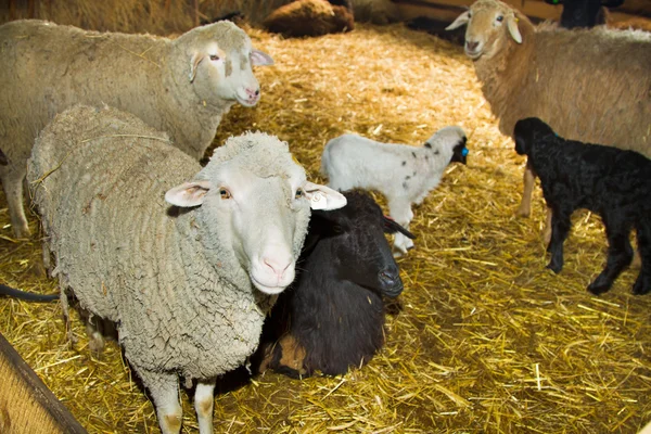 Ovelhas em uma fazenda — Fotografia de Stock