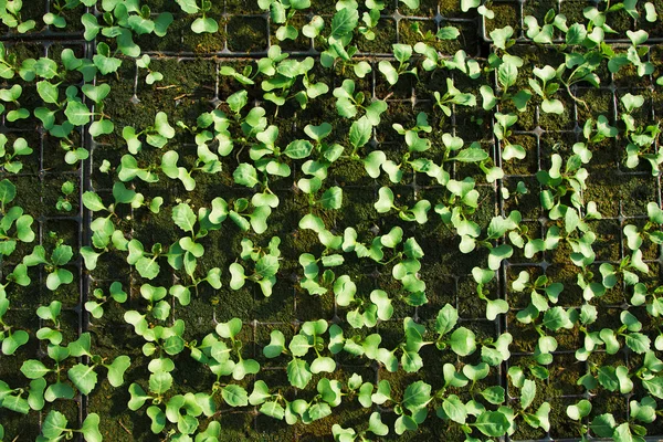 Plants growing inside of pots inside of a greenhouse — Stock Photo, Image