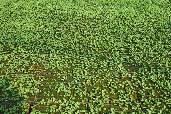 Plantas que crecen dentro de macetas dentro de un invernadero — Foto de Stock