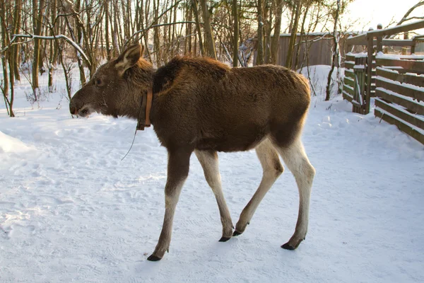 Mladý Elk v zimě — Stock fotografie