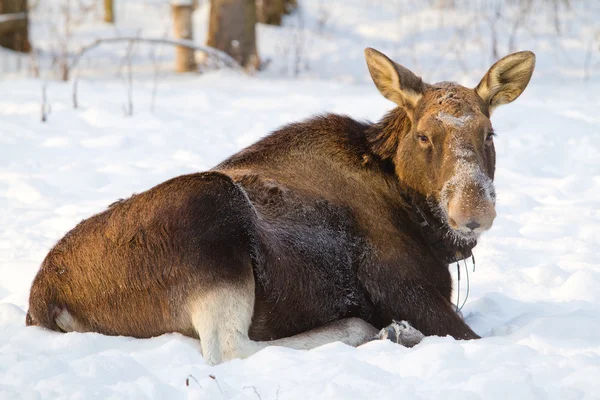 Elch liegt auf dem Schnee — Stockfoto