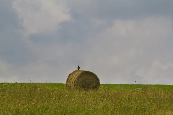 Hay harvesting — Stock Photo, Image