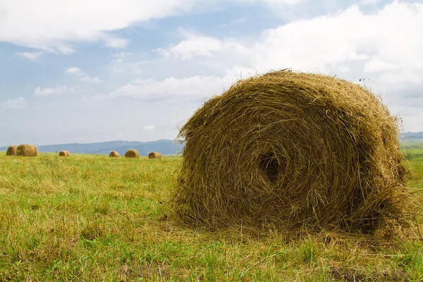 Hay harvesting — Stock Photo, Image