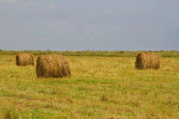 Hay harvesting — Stock Photo, Image