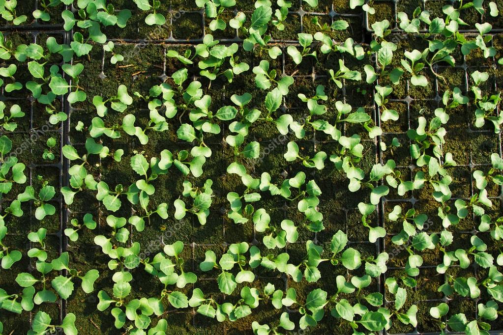 plantes qui poussent à l\'intérieur des pots à l\'intérieur d\'une ... plantes qui poussent à l\'intérieur des pots à l\'intérieur d\'une ...