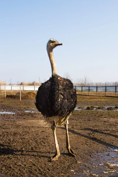 Ostrich farm — Stock Photo, Image