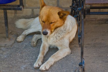 köpek yavrusu portresi