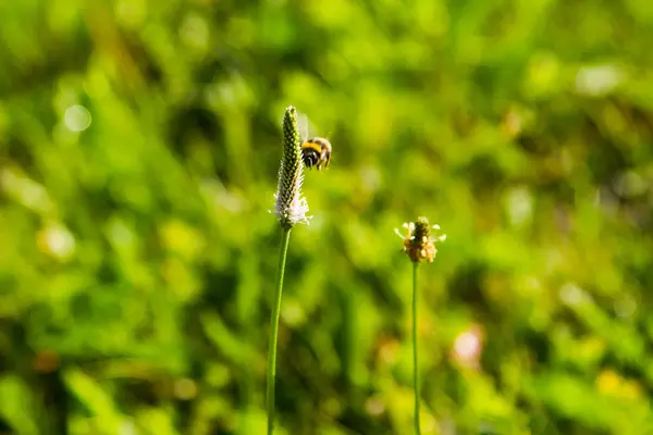Bumble Bee opyluje květinu — Stock fotografie
