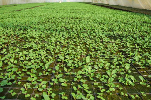 Plantas que crescem dentro de vasos dentro de uma estufa — Fotografia de Stock