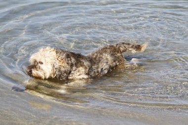 köpek fuiume içinde yüzüyor