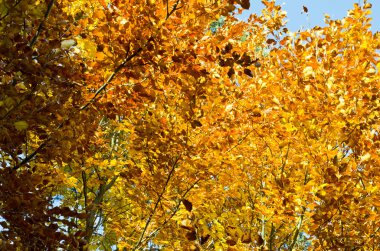 Sarı yapraklı sonbahar ağacı