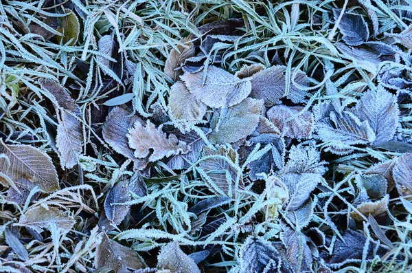 Hojas de otoño congeladas en tono coold — Foto de Stock