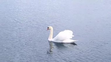 Güzel kuş kuğu Yüzme göle