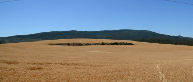 Altın buğday alana panoramik görünüm