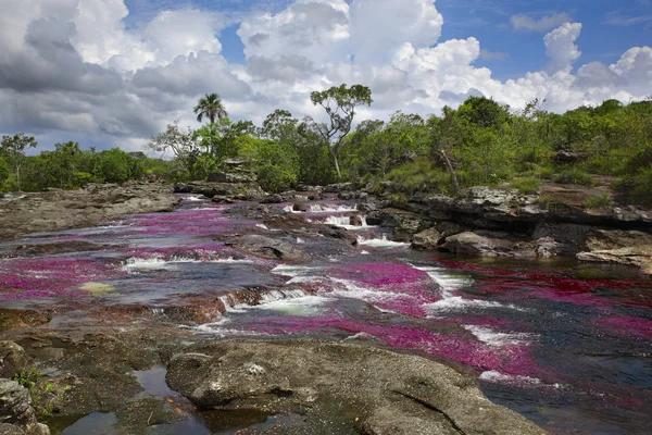 Il Canio Cristales, uno dei fiumi più belli del mondo — Foto Stock