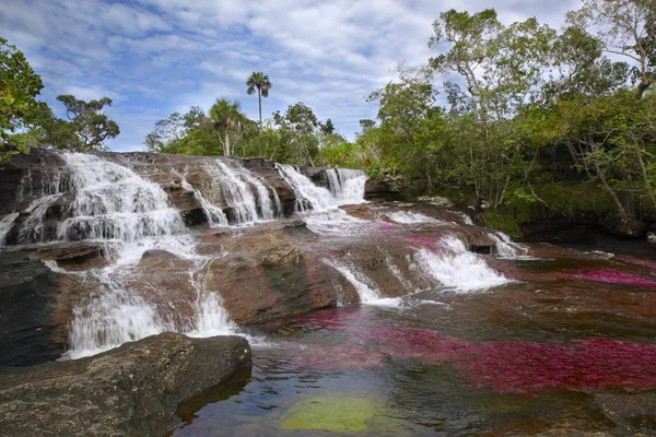 The Canio Cristales, one of the most beautiful rivers in the world Royalty Free Stock Images