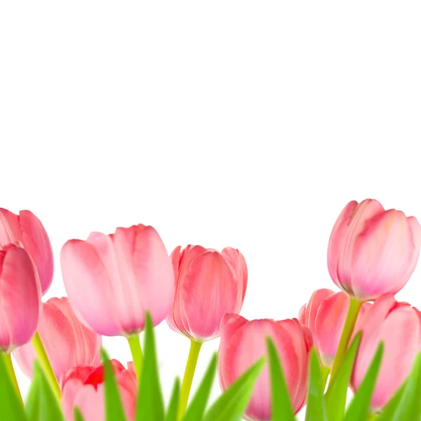 Spring Gentle Light-pink Tulips border, isolated — Stock Photo, Image