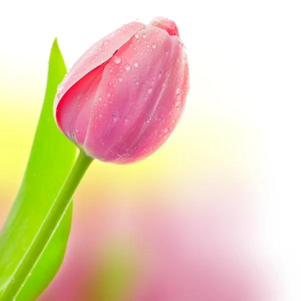 Большой тюльпан с водяными каплями на цветном фоне — стоковое фото