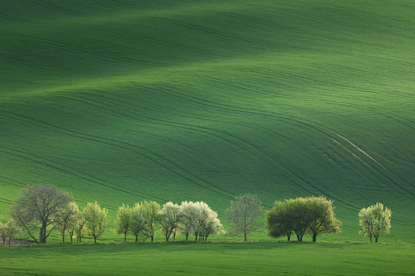 Narural landschap van bloesem bomen — Stockfoto