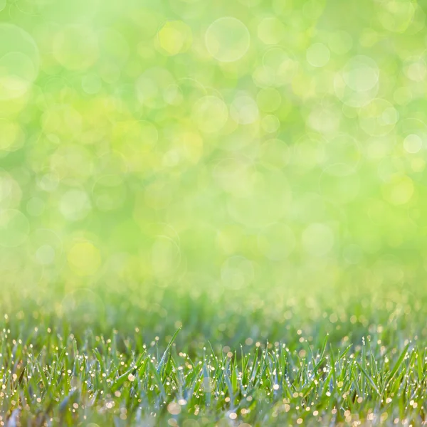 Hierba verde con gotas de rocío - fondo bokeh desenfocado — Foto de Stock