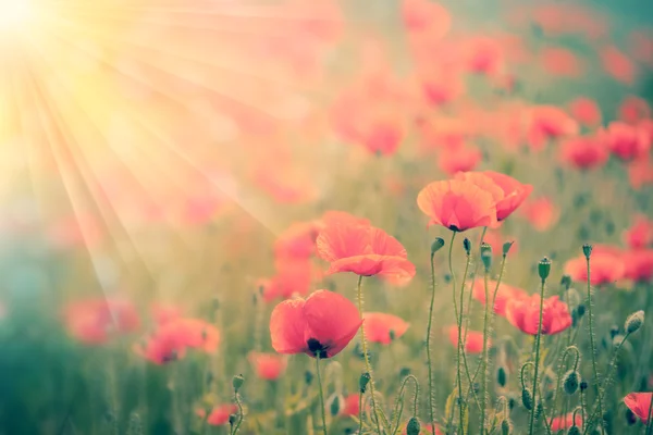 Fantástico campo de amapolas de fondo con rayos de sol dorados — Foto de Stock