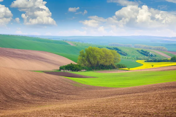 Frühlingsfelder und Himmelshintergrund - schöne Naturlandschaft — Stockfoto