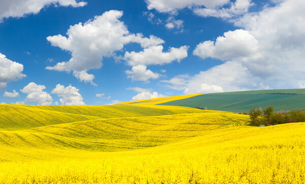 Spring waves hills  landscape of colorful fields and beautiful b