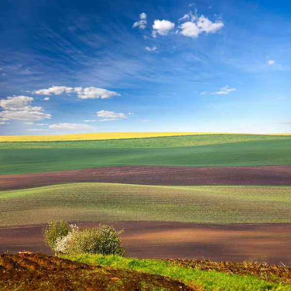 Originele Lanscape van kleurrijke velden — Stockfoto