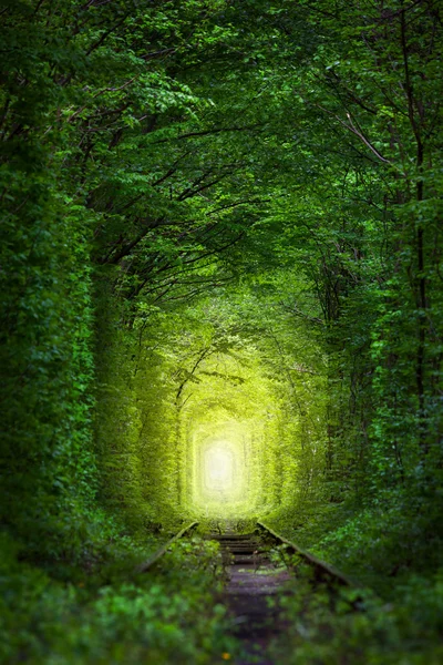 Fantastische bomen - Tunnel of Love met fairy licht — Stockfoto