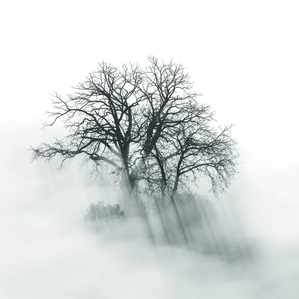 Lone Tree silhouette in foggy morning — Stock Photo, Image