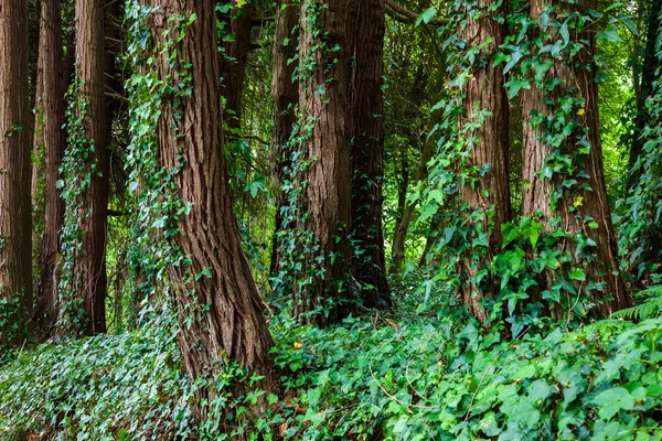 Grote bomen met klimop lianen in bos — Stockfoto