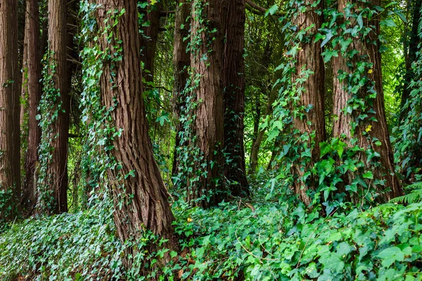 Grandes árboles con lianas de hiedra en el bosque — Foto de Stock