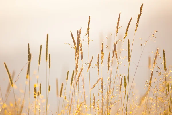 Zachte Focus achtergrond van wilde weide kruiden — Stockfoto