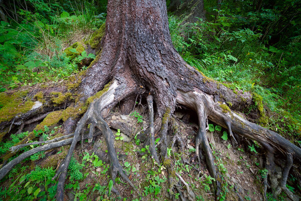Roots of the old tree with moss in forest