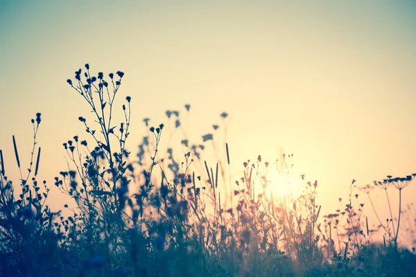 Silhueta de flores selvagens contra o sol, vintage — Fotografia de Stock