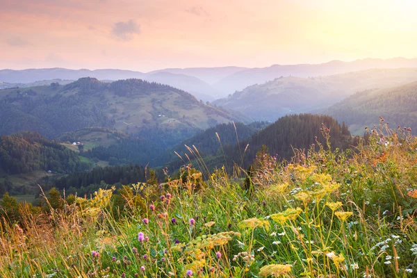 Paisaje matutino en las montañas con hierbas silvestres — Foto de Stock