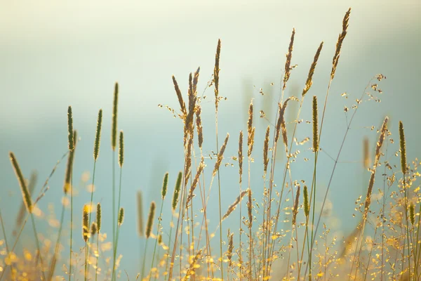 Урожай фон макрос луг трав — стокове фото